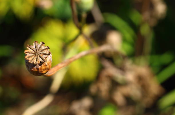 istock Dry poppy head 1039115896