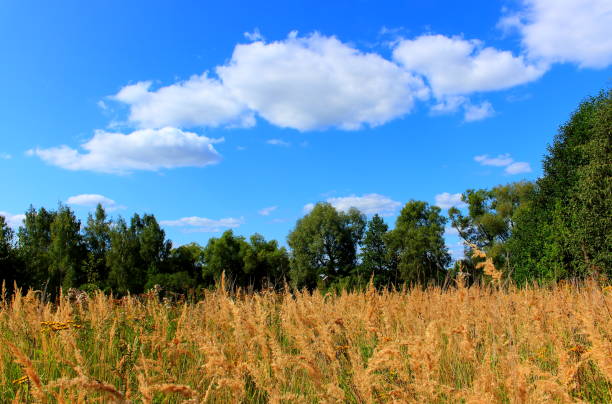 istock Field, trees and blue sky background 1039115942