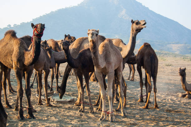 istock Camel herd, pushkar fair, rajasthan, india 1039116592