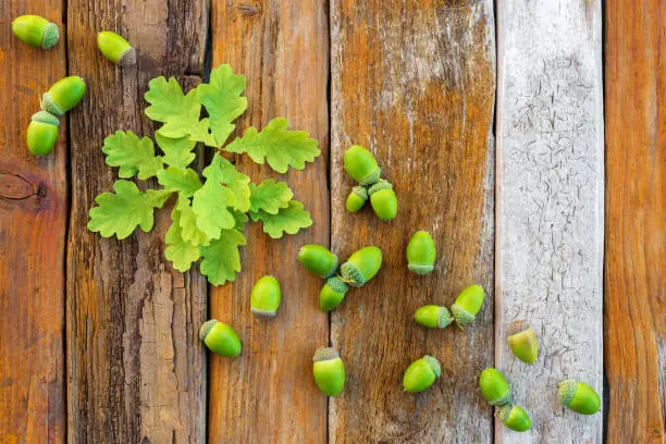 Young green oak leaves and acorns on vintage rustic wooden background.