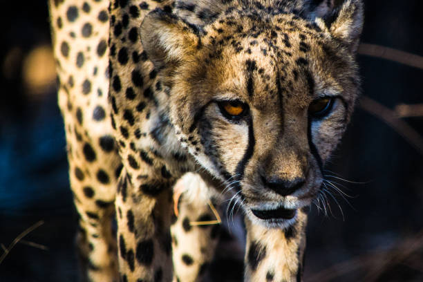 istock Altert cheetah ready to attack 1039118902