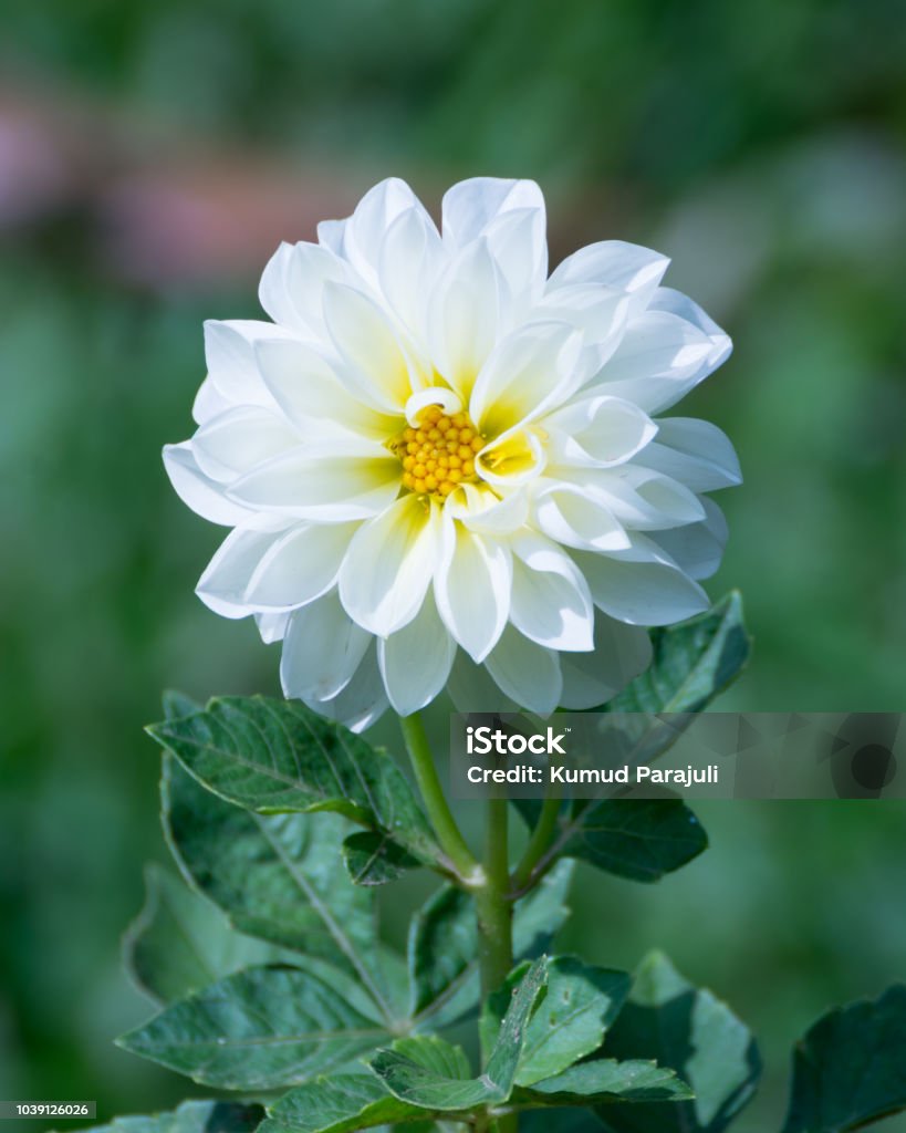 Beautiful White Dahlia Flower Stock Photo - Download Image Now - Dahlia,  White Color, Flower - iStock