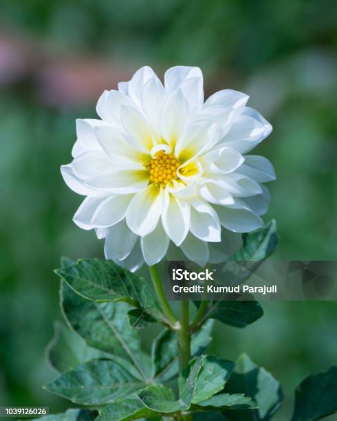 Beautiful White Dahlia Flower Stock Photo - Download Image Now - Dahlia,  White Color, Flower - iStock