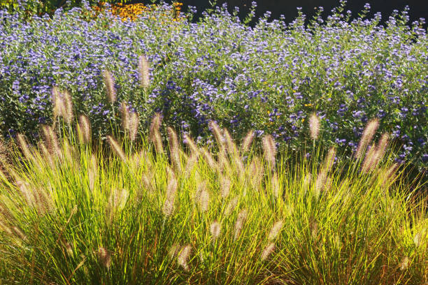 ornamental grass, back lit ornamental grass, back lit, blue flowers in the back ornamental grass stock pictures, royalty-free photos & images