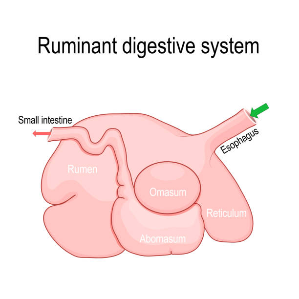 ruminant digestive system: rumen, reticulum, omasum, and abomasum ruminant digestive system. Ruminants' stomach have four compartments: rumen  primary site of microbial fermentation, reticulum, omasum, and abomasum  true stomach. Vector diagram for educational, medical, vet, biological and science use hoofed mammal stock illustrations
