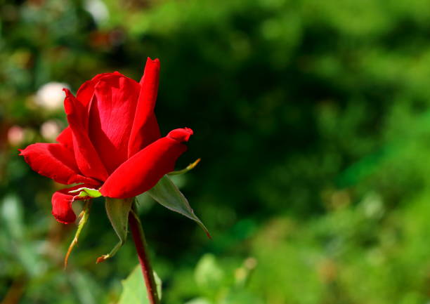 Beautiful Red Roses Against Summer Sky
