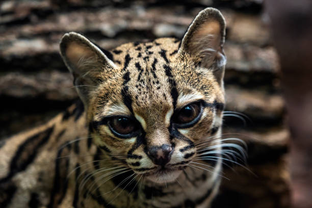 istock Margay, Leopardis wiedii 1039133376