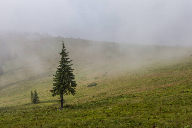Dense fog over mountain meadow and forest stock photo