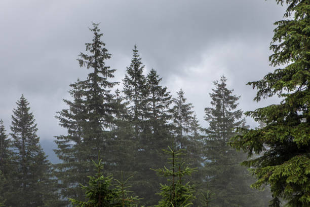 Dense fog over mountain meadow and forest stock photo