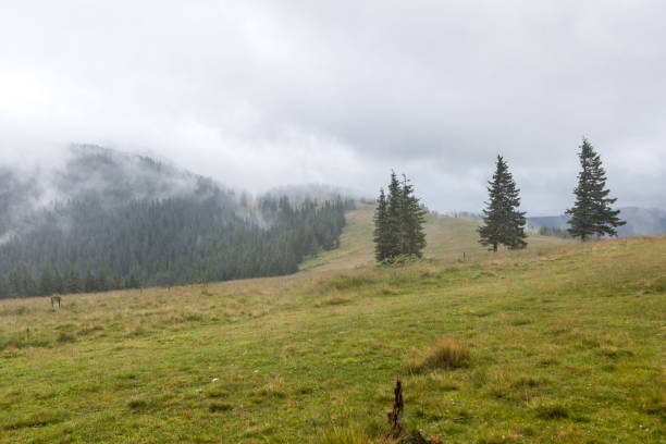 Dense fog over mountain meadow and forest stock photo