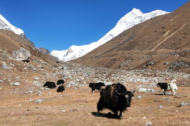 istock yaks under mount Makalu 1039147220