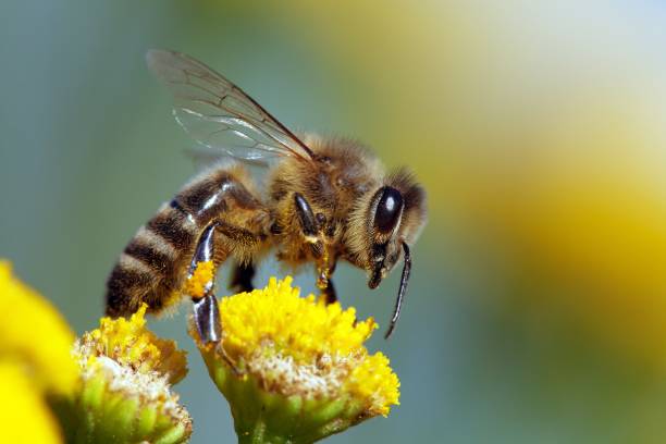 istock bee or honeybee in Latin Apis Mellifera 1039148314
