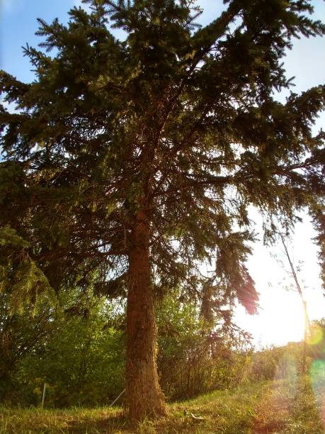 istock Trees in the park and forest. 1039149582