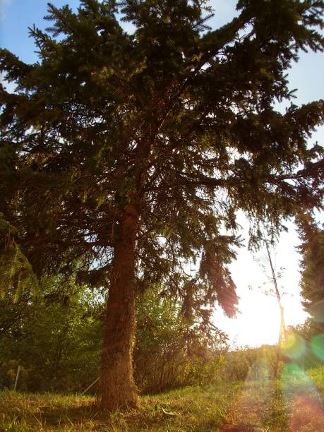 istock Trees in the park and forest. 1039149588