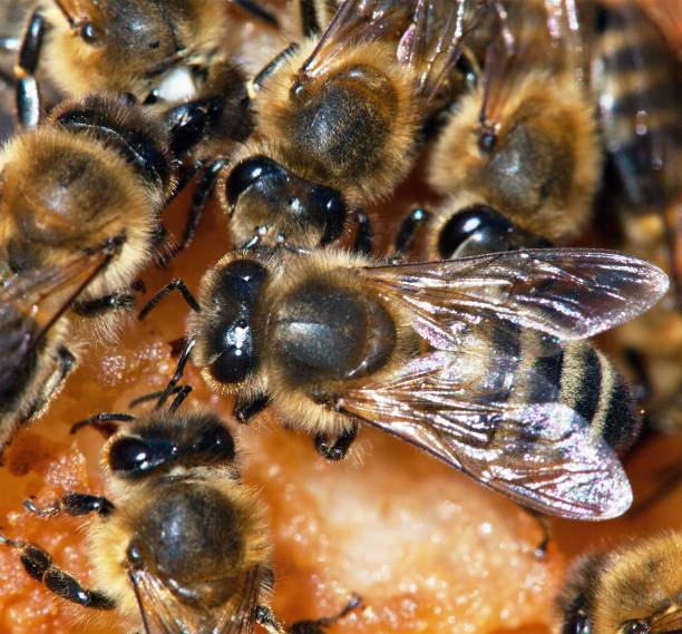 istock group of bee or honeybee 1039150698