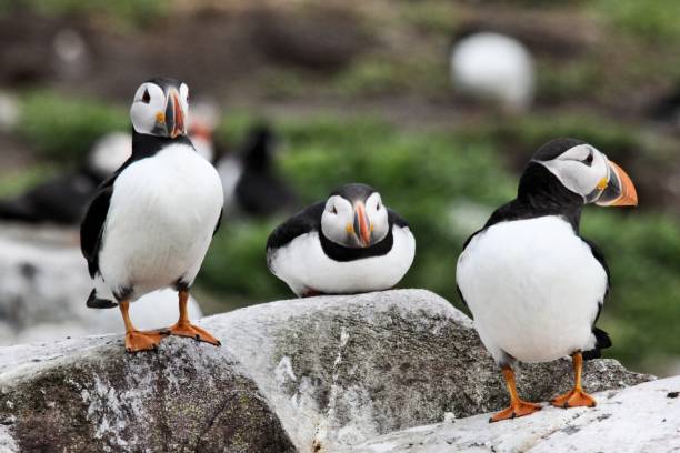 istock A view of a Puffin on Farne Islands 1039156852