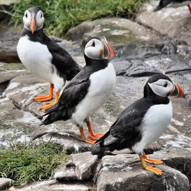 istock A view of some Puffins on Farne Islands 1039157204