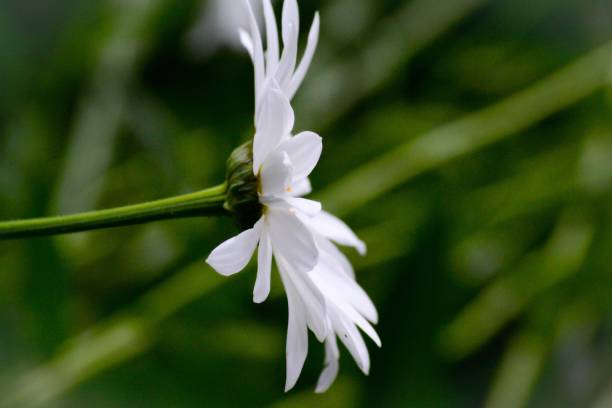 istock Chrysanthemumleucanthemum 1039157938