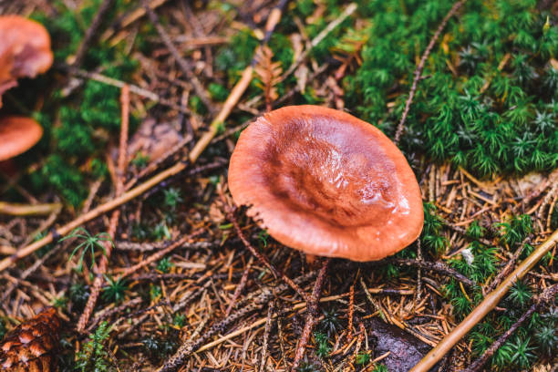 istock wild mushroom in the forest 1039158902