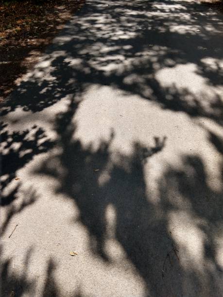 istock Shadows of the trees on the ground. 1039160496
