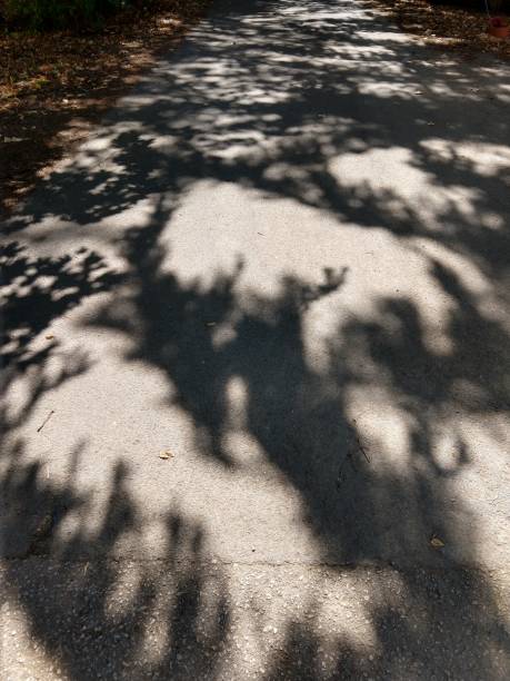 istock Shadows of the trees on the ground. 1039161358