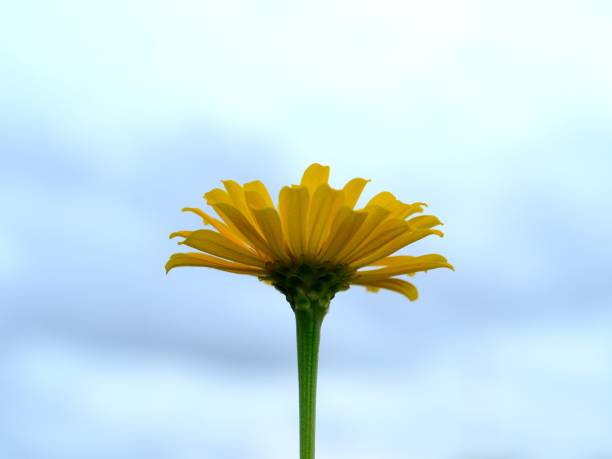 A yellow marigold on the blue sky background