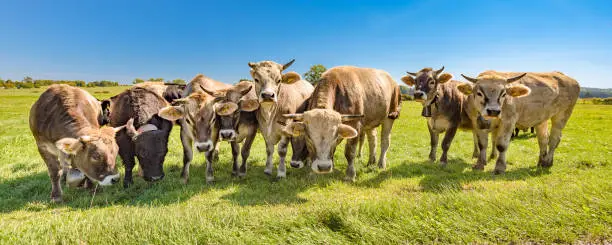 Herd of cows in a pasture in bavaria - germany
names of the cows: rotbunt, braunvieh and simmentaler cow