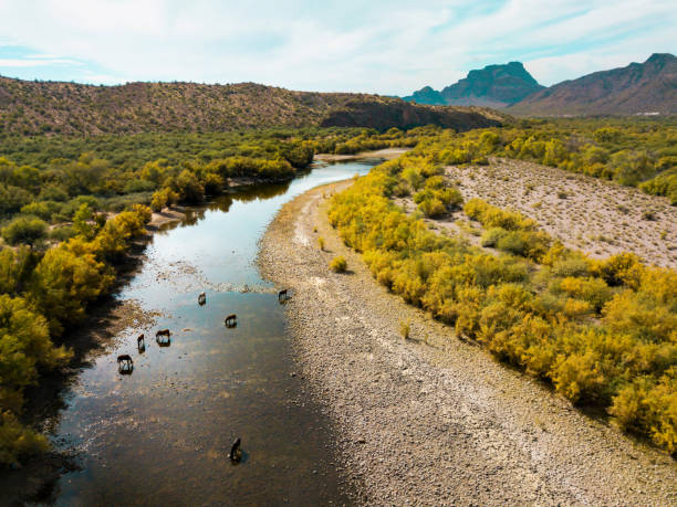Wild horses drinking water and grazing in the river aerial photo