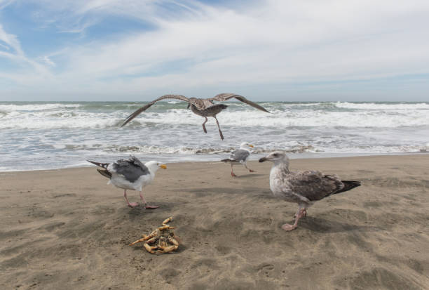Seagulls in San Francisco coast