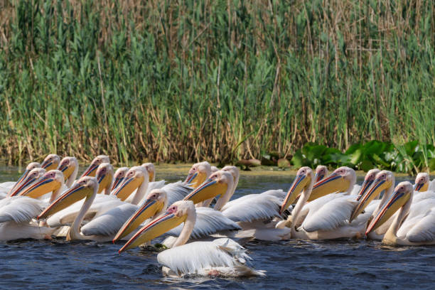 istock white pelicans in Danube Delta, Romania 1039171068