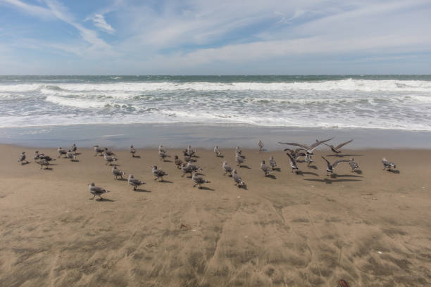 Seagulls in San Francisco coast