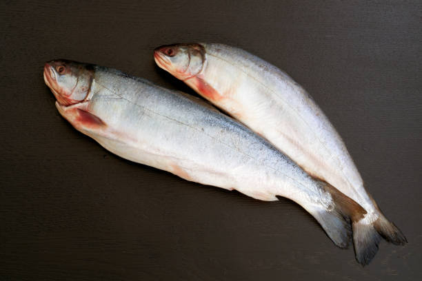 istock raw fish char on a black background. 1039189420