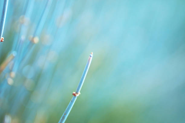 Abstract bamboo plant in warm sunshine