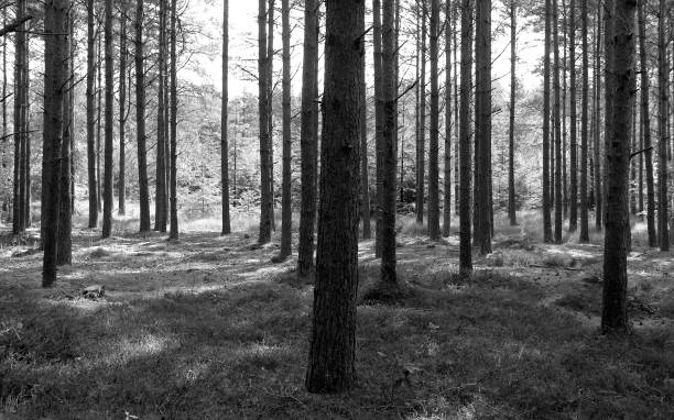 istock Denmark: Tree trunks in a coniferous forest in North Jutland 1039199826