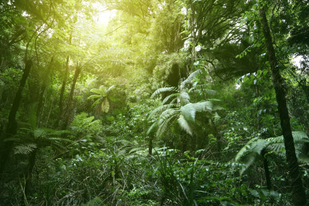 istock Canopy of jungle 1039199906
