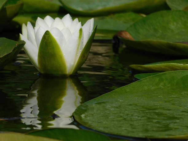 istock Lotus in a pond macro shot 1039200056