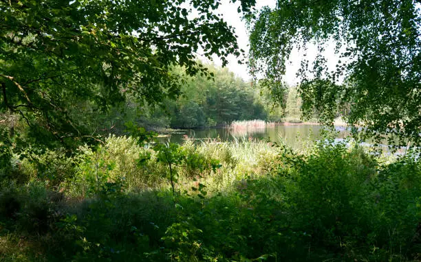 View through the lush vegetation over the idyllic swimming pond in the woods near Byrum on Laesoe island
