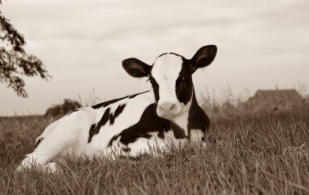 istock Newborn Holstein Calf in Sepia Tones 1039202420