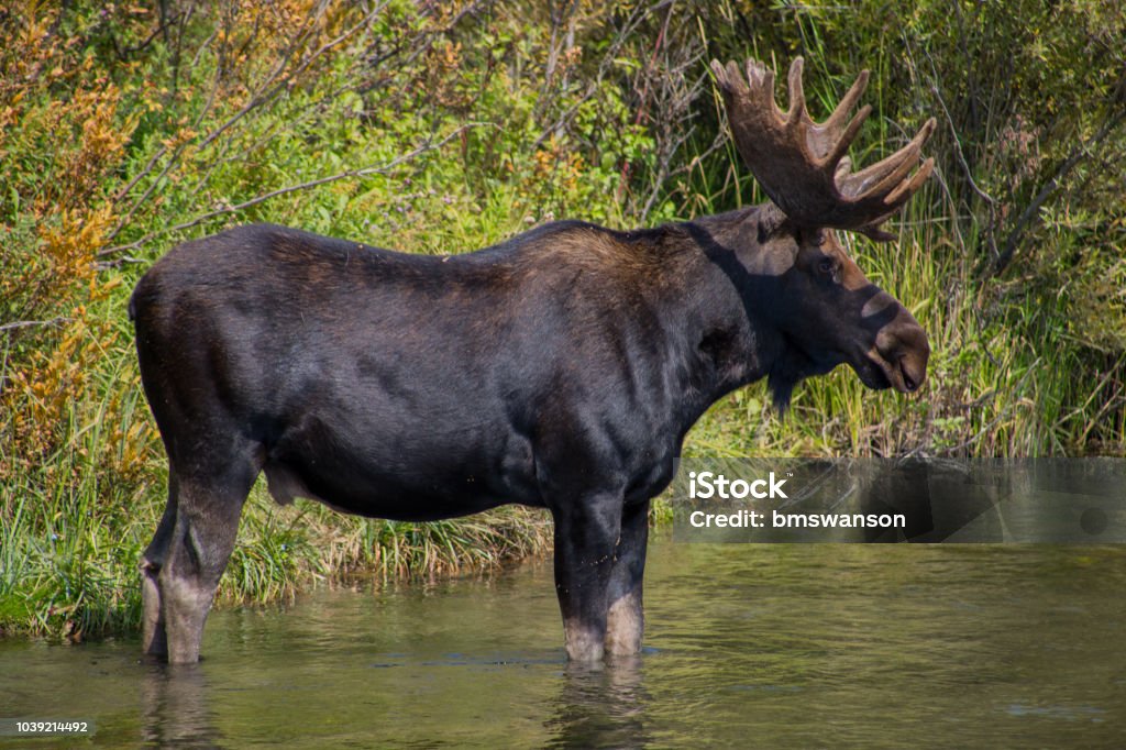 Bull Moose patauger - Photo de Animaux à l'état sauvage libre de droits