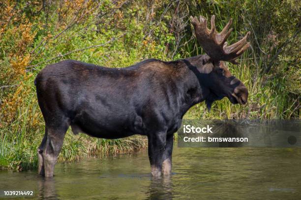 Photo libre de droit de Bull Moose Patauger banque d'images et plus d'images libres de droit de Animaux à l'état sauvage - Animaux à l'état sauvage, Faune, Faune sauvage