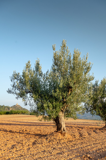 Olive trees at sunset. Olives from Spain.  Community of Valencia.