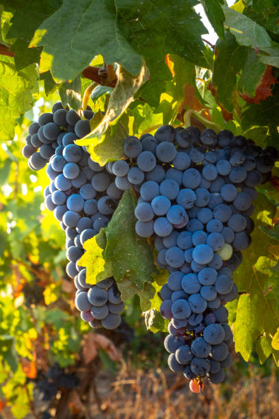 istock Cluster of black grape in a field strain. 1039219640