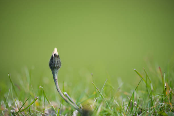 Macro Image of a flower bud before blooming in grass