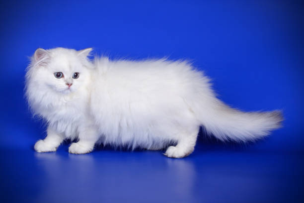 istock scottish straight longhair cat on colored backgrounds 1039230282
