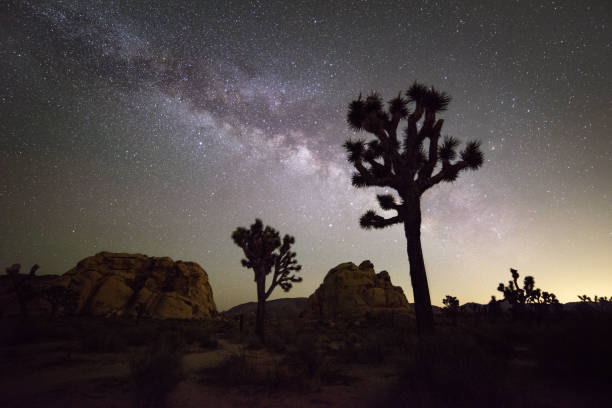 istock Joshua Tree National Park, California 1039230428