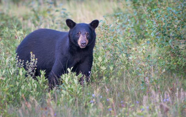 istock Black bear in the Rocky Mountains 1039231026