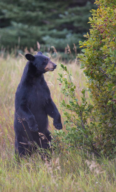 istock Black bear in the Rocky Mountains 1039231036