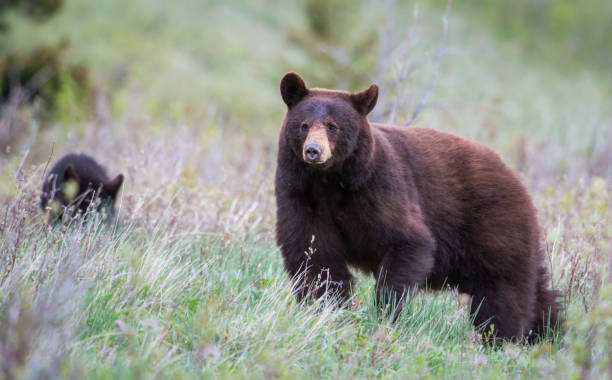 istock Black bear in the Rocky Mountains 1039231164