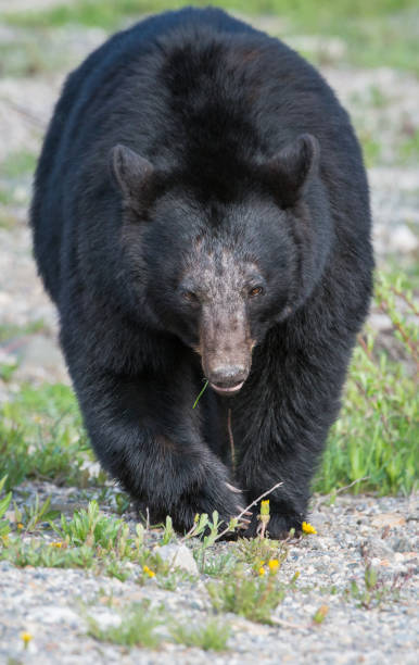 istock Black bear in the Rocky Mountains 1039231282
