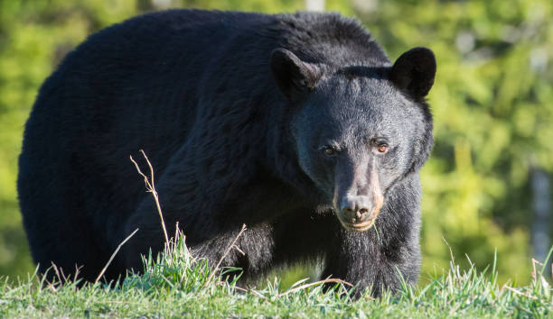 istock Black bear in the Rocky Mountains 1039231300